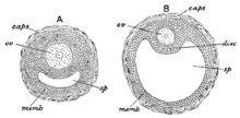 Follicule de De Graaf