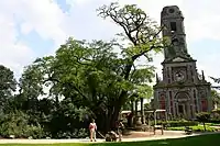 Le Robinier-faux-acacia remarquable de Cambron-Casteau (Belgique) dans le parc Paradisio.