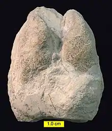 Empreinte cameloïde (hyporelief convexe) de la Formation Barstow (Miocène), de Rainbow Basin, Californie.