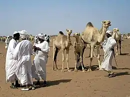 Marché aux chameaux à Omdourman en 2013.
