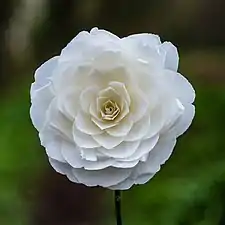 Camellia × williamsii, fleur de 81 mm de diamètre. Mars 2022.