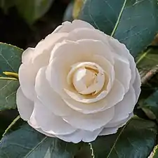 Une fleur blanche avec de nombreuses pétales faisant ronde.