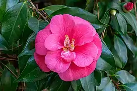 Camellia japonica au jardin botanique de Norfolk (Virginie). La fleur a une taille de 10 cm.