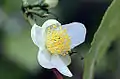 Camelia sinensis, fleur