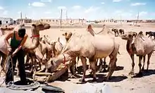 Photographie de chameaux autour d'un abreuvoir.