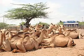 Image illustrative de l’article Élevage camelin au Kenya