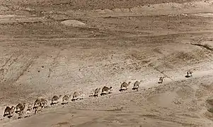 Une file d'une vingtaine de dromadaires, dont quelques jeunes, avance dans la vallée du Jourdain.
