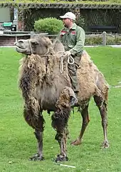 Photographie d'un homme en combinaison de travail sur un chameau.