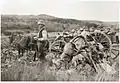 Evelyn Cameron photographie son frère Alec Flower récoltant des choux dans le Montana, 1898.