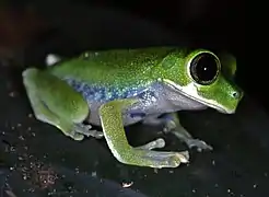 Leptopelis brevirostris.