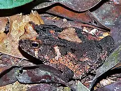 Description de l'image Cameroon Toad (Amietophrynus camerunensis) (7609603812).jpg.