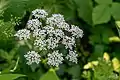 Égopode(Apiaceae)