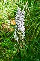 Orchis des bois(Orchidaceae)