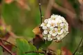 Spiraea(Rosaceae)