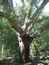 Chêne-liège de Camp de Séris à Reynès.