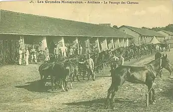 Pansage des chevaux.