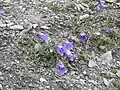 Spécimens dans le Massif du Vercors (France)