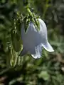 Campanule barbue, calice (sépales et divisions réfléchies)