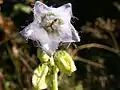 Campanule barbue, pistil à 3 stigmates