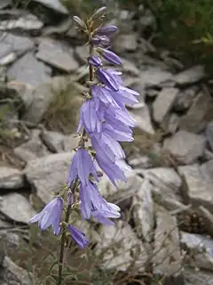 Description de l'image Campanula bononiensis 002.JPG.