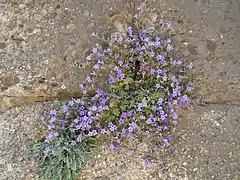 Campanule poussant sur un mur à Mycènes.