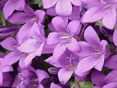 Description de l'image Campanula portenschlagiana0.jpg.