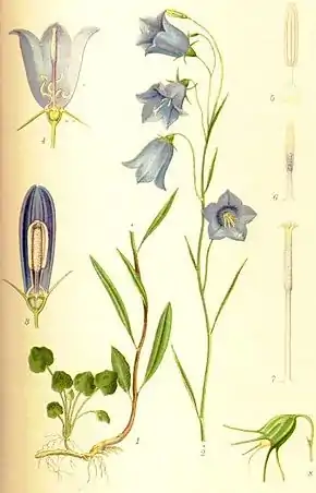 Description de l'image Campanula rotundifolia liten blåklocka.jpg.