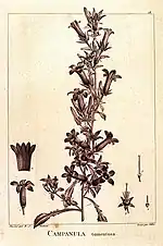 Campanula tomentosa, extrait du même ouvrage Description des plantes nouvelles et peu connues, cultivées dans le jardin de J.-M. Cels (1799)