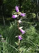 Campanule gantelée (Campanula trachelium) ; grande campanule à la tige robuste.