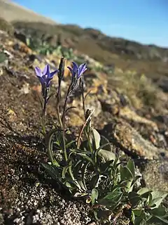 Photographie en couleurs d'une plante aux pétales de fleurs violets, aux feuilles triangulaires et allongés, ses racines enfouies dans un sol fait de terre brun foncé et de roches sombres.