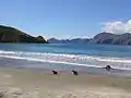 Lions de mer sur une plage de l'île Campell.