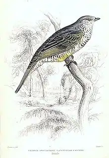 Oiseau gris chiné avec des nuances de jaune