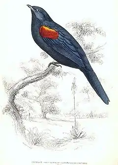Oiseau noir à épaules rouges