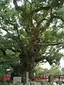 La forêt de Yufuta, un des plus anciens camphriers de ce sanctuaire, est classée Trésor national.