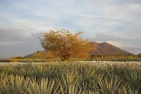 Image illustrative de l’article Paysage d'agaves et anciennes installations industrielles de Tequila