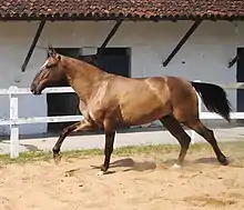 Un cheval bai au galop dans une carrière en sable.