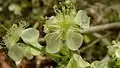 Fleurs de Campomanesia aromatica