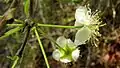 Inflorescence de Campomanesia aromatica