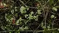 Jeunes feuilles et fleurs de Campomanesia aromatica