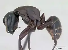 Description de l'image Camponotus herculeanus casent0173157 profile 1.jpg.