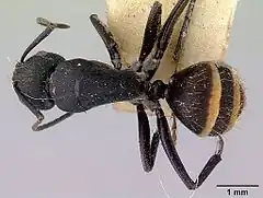 Description de l'image Camponotus inflatus casent0172172 dorsal 1.jpg.