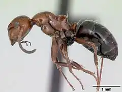 Description de l'image Camponotus lateralis casent0080857 profile 1.jpg.