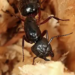 Description de l'image Camponotus ligniperda.jpg.