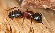 Fourmi charpentière Camponotus ligniperdus, espèce sœur vivante