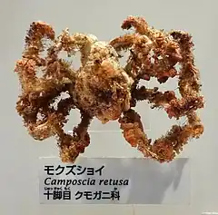 Description de l'image Camposcia retusa - National Museum of Nature and Science, Tokyo - DSC07557.JPG.