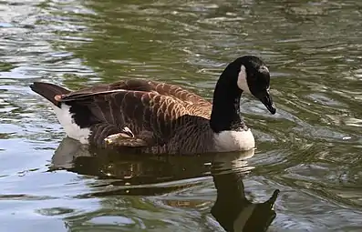 Bernache du Canada (Branta canadensis)Hyde Park, Londres.