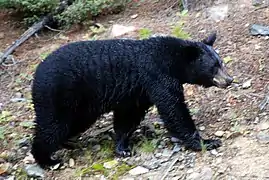 Ursus americanus