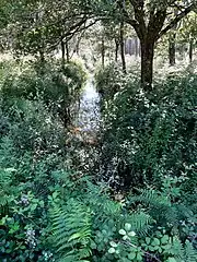 Canal de Ceyrolles à proximité immédiate de la lagune de Tirelagüe.