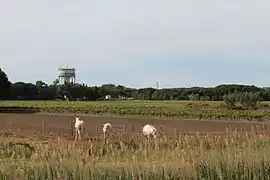 Chevaux de Camargue en liberté à Aigues-Mortes.