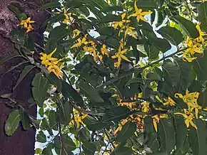 Les fleurs d'ylang-ylang, ressources agricoles de Mayotte, sont rendues sur l'écu par deux étoiles d'or rangées en pointe.